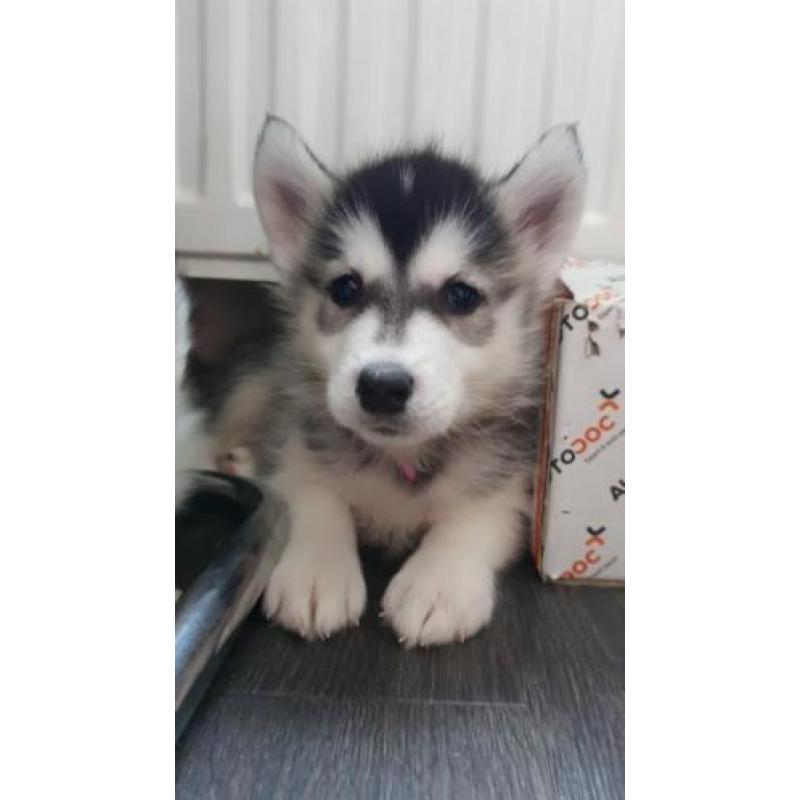 Alaskan malamute/ Husky pups mogen verhuizen 2x gevaccineerd