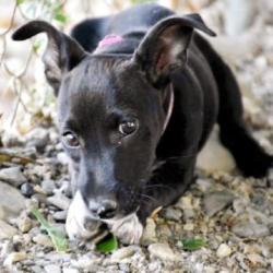 ACE puppie Inka, vrolijk, lief en klaar voor fijn thuis!