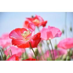 FB03 Bloemen op fotobehang - Makkelijk aan om te brengen