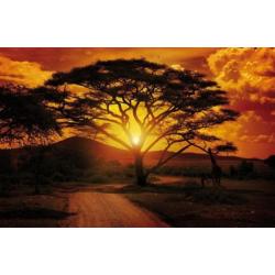 Fotobehang AFRICA SUNSET Gratis Lijm en Verzenden 1055